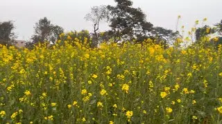 Sarson Ka Khet Beuitefull Nature !! Short Video Sarson Ka Khet !! DDLJ Wali Filling Sarson Ka Garden