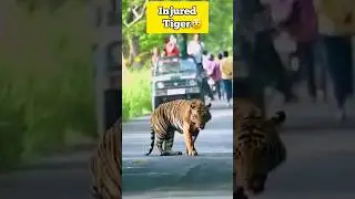 Injured Tiger Crossing main Road of Pilibhit |  S-3  #pilibhit #tiger #uttarpradesh #Wildlife