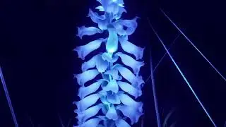 Garden of Digital(is) by Vilja Acht&eacute; & Leda Sadotti | AI Animation Teaser | STORY&CODE Residency