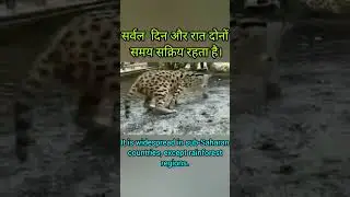 Serval:सर्वल (African Jungle Cat)#nature #wildlife #animals #servals #india #africa #viral #trending