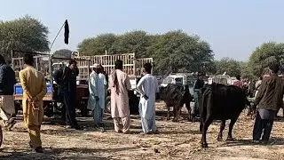 Ajj Tando Allahyar ka full wezit Karen #teetarmandi #tandoallahyarmandi