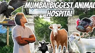 Mumbai Biggest Animal Hospital | Eagle 🦅 Rescue Vlog