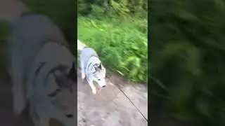 Прогулки с девочками 🐕🐾🐕‍🦺