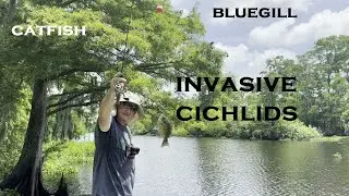 Watch Which Bait Worked Better Fishing Freshwater Louisiana SHRIMP or WORMS