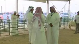 مزاين قبيلة مطير للغنم الصنف الموسم الثاني 2108