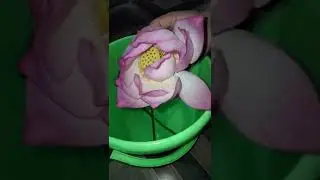 beautiful pink lotus flower at home||😍😍&hearts;️excited||pink lotus shorts#darin_gogoi