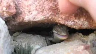 The Alligator Lizard Saga