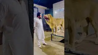 #mianfarmhouse #miansaqib #animalslover #wildlifelover #tigerslover #lionslover #myfuntiktok #crew07