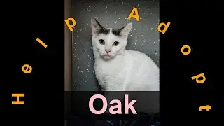 🐾Oak has been adopted! Cat / Australia / Wingfield / Animal Welfare League of South Australia🐾