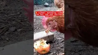 Meet Mitchie, an ex-battery hen 🐔❤️