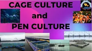 cage culture and pen culture/difference between them/bfsc fisheries/science/nabard/jrf/srf/ibps/feo