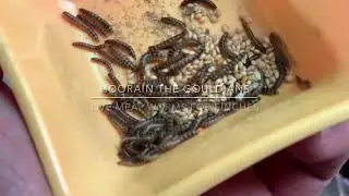 Live mealworm fo finches