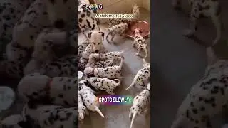 Dalmatian Puppies Are Born Without Spots 🐶 | Dog Facts | #shorts