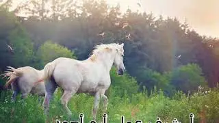 حج محمود الحسواني قصيده رائعة