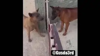 All Bark No Bite!!! - @Gusda3rd