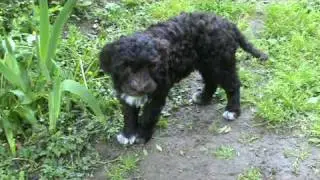 Barbet pup: 10 weeks old