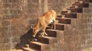 Holy Cow!! Cow climbing down steps carefully