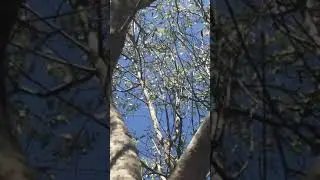 Adult cicada in Vieste Italy