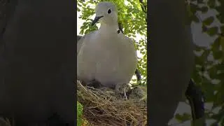 Dove Bird Parenthood: A Journey Through Nesting and Nurturing