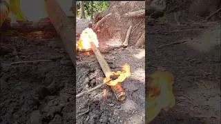 BAMBOO CANNON FIGHT #cannon #fight #experiment #amazing #firecracker #fireworks #shorts