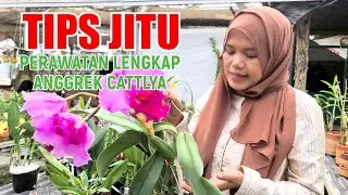 TIPS JITU.! Perawaran Lengkap Khusus Anggrek CATTLYA
