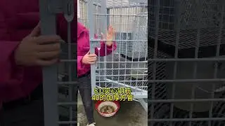 Four generations of large dog cages #dog #dogcage #doghouse #doghome