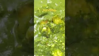 Lahsuni Palak Paneer I Garlic Paneer recipes I Sky kitchen