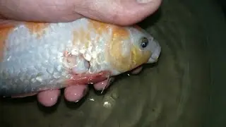 O que eu uso para curar minha carpa colorida