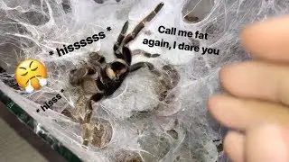 My tarantula got PISSED when I called her FAT !!! (Stridulating)