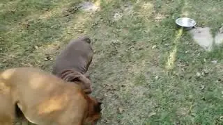 Boxer/Shepard mix and Bulldog/Boxer mix maybe? Not sure what puppy is...