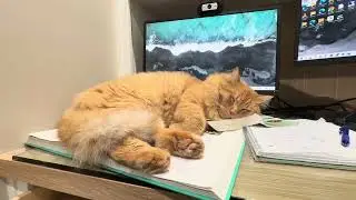 Сонный кот мешает мне работать 😴🐱 | Мистер Варежки захватил мой стол!