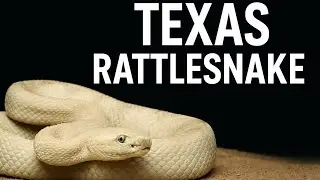 Meet This Most Beautiful Snake In The World | Texas Rattle Snake 🐍✨