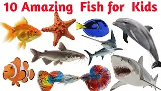 10 Different Fish Names | Fish Learning Video for Children