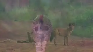 Amrabad Tiger Reserve in Monsoon