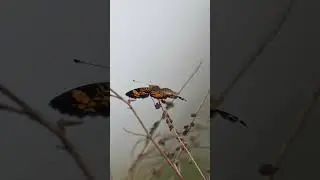 A Pearl Crescent butterfly stretching and moving gracefully on a branch 🦋#Butterfly #Nature #Shorts