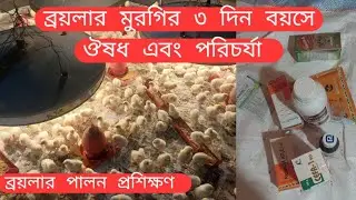 ব্রয়লার মুরগির ৩য় দিনের পরিচর্যা | কোন ঔষধ দিলাম?