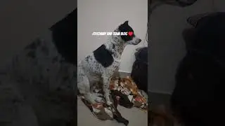 &hearts;️&hearts;️ #music #kutumakutu #trending #doggielife #shortvideo #streetdog
