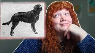Does Your Flat Coated Retriever Have These Traits?? *Real life footage