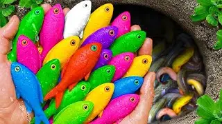 Catch beautiful aquarium fish in small pond baby turtles, pencil fish, carp, guppies, eel, angelfish