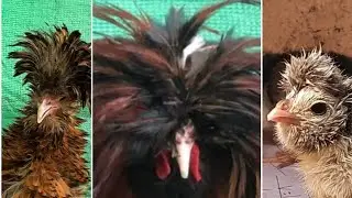 Golden polish hen chicks A++ quality🔥