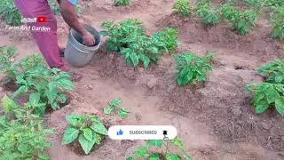 How he water his pepper plants in dry season in Nigeria 