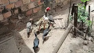 Eis as minhas criações+ perfis pretinha da minha cunhada 