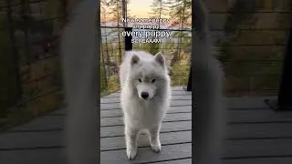 Every puppy scream #dog #samoyed #shorts
