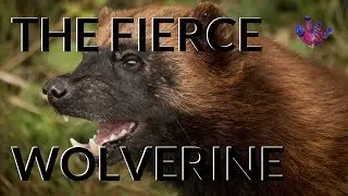 Myths and Folklore of the Wolverine (the animal)