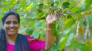 ഇങ്ങനെ ചെയ്താൽ പന്തൽ നിറയെ അമര | Pandel Amara Krishi Malayalam