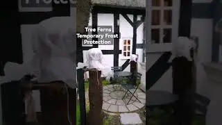 tree fern temporary frost protection