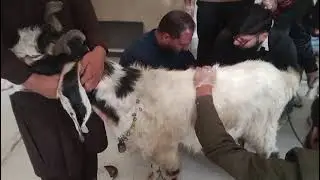 Goat Ultrasound Full Procedure | Complete Pregnancy Check Guide