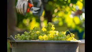 Bival - La vendemmia manuale a Valdobbiadene - ITA