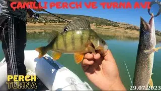 Ankara Asartepe(Çanıllı) Balık Avı. / Bol Sayıda Perch Ve Turna Yakaladık.