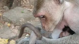 Gorgeous monkey family, how cute are they? - Wildlife Video